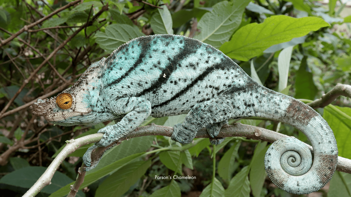 Shades of Green: Life and Longevity of the Parson’s Chameleon