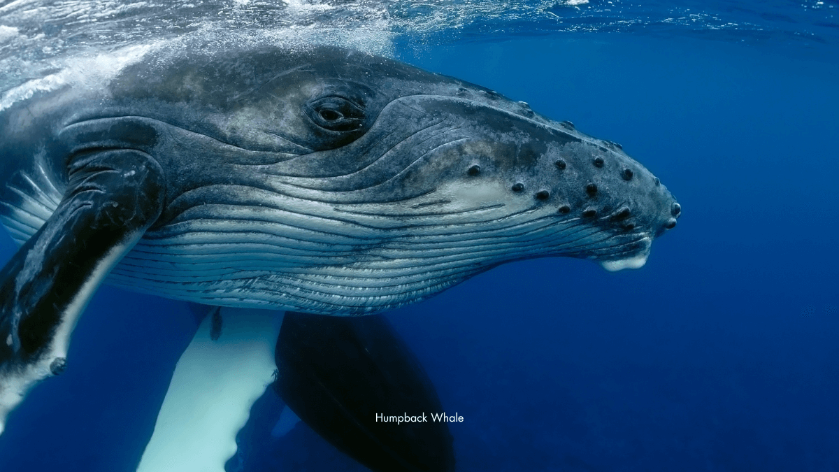 The Surprising Link Between Whale Songs and Human Language