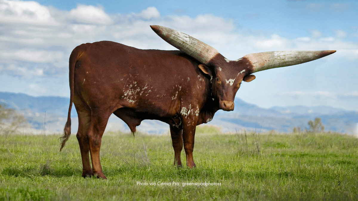 Secrets behind the massive horns of Ankole-Watusi Cattle
