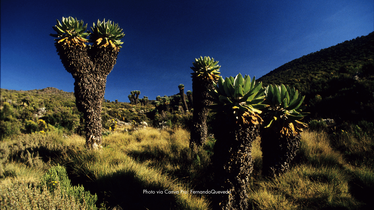 Strange Beauty At 10,000 Feet: Kilimanjaro’s Towering Green Guardians