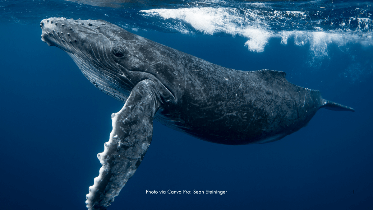 How Whale Urine Fuels Ocean Life Across The Globe