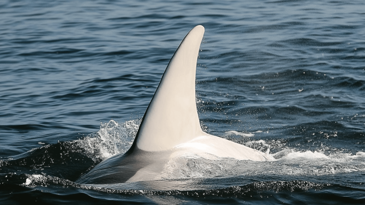 How One Japanese Photographer Caught A Legendary White Orca