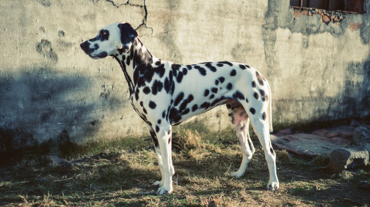 One stolen dog and the birth of the Animal Welfare Act