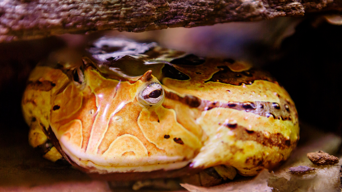 The Amazonian frog with a bite as strong as a tiger