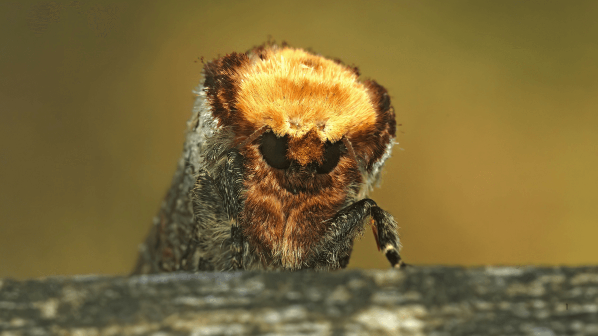 This moth looks like a broken twig—and that’s the whole point