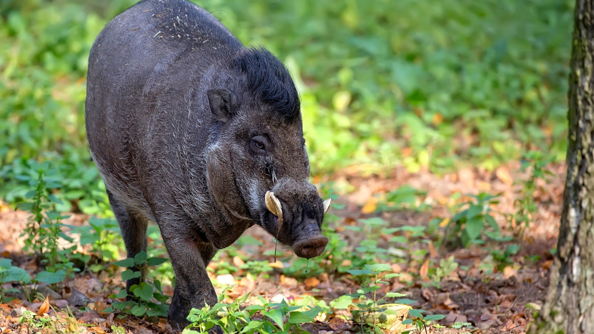 The muddy, mohawked pig helping forests come back to life