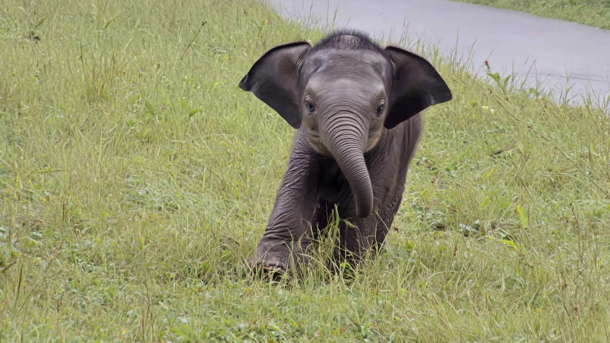 Baby elephant begs for help, finds his way back to mom