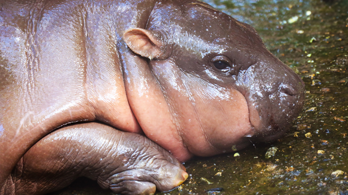 Baby pygmy hippos are trending. Their species is disappearing.