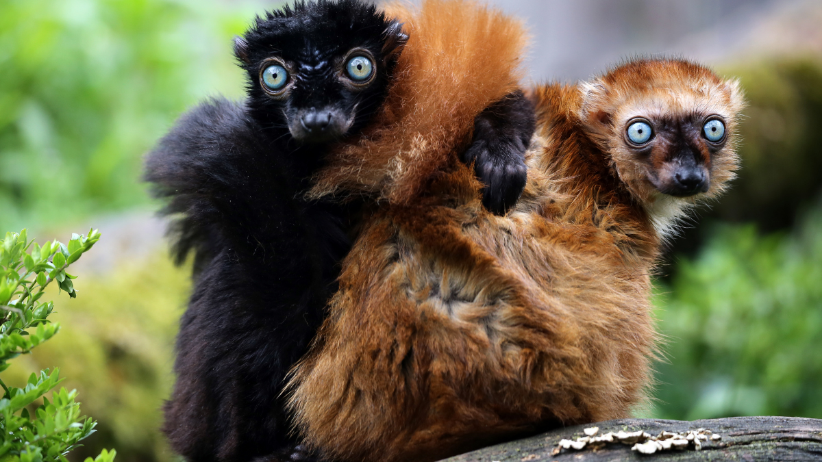 Only 1,000 remain: the fight to save the blue-eyed black lemur