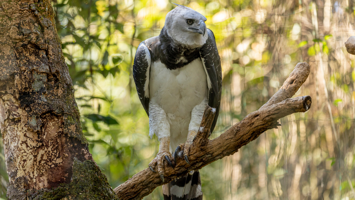 First documented harpy eagle attack on human shocks scientists