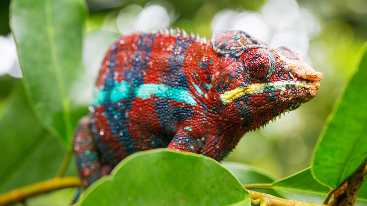 How the panther chameleon weaponized color