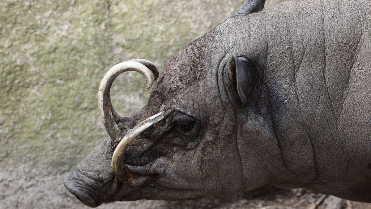 The babirusa: the pig that grows tusks through its face