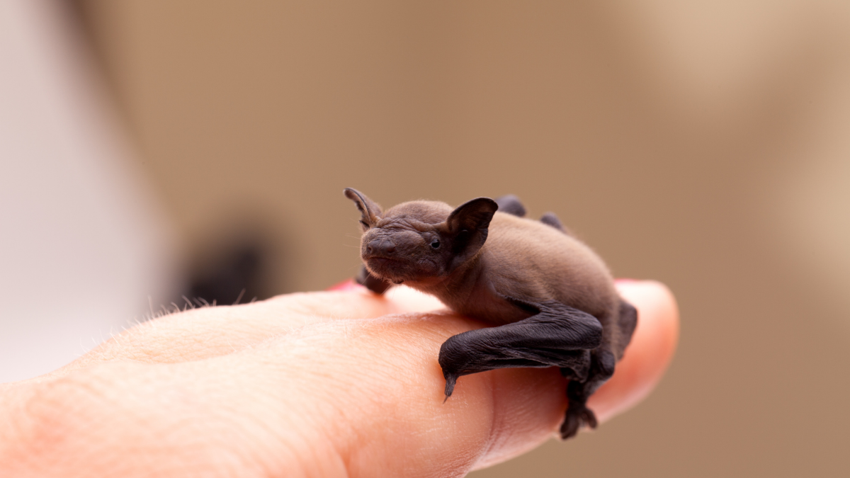 Why these baby bats are wrapped like burritos