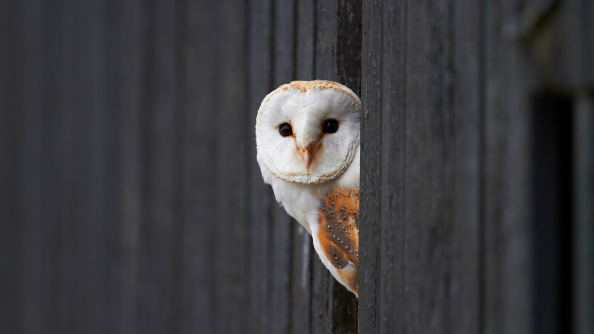 The secret to the barn owl’s ghostly flight