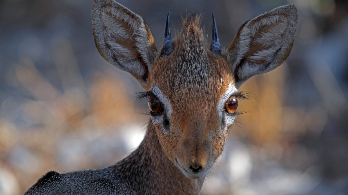The tiny antelope with a lifelong mate and a built-in AC