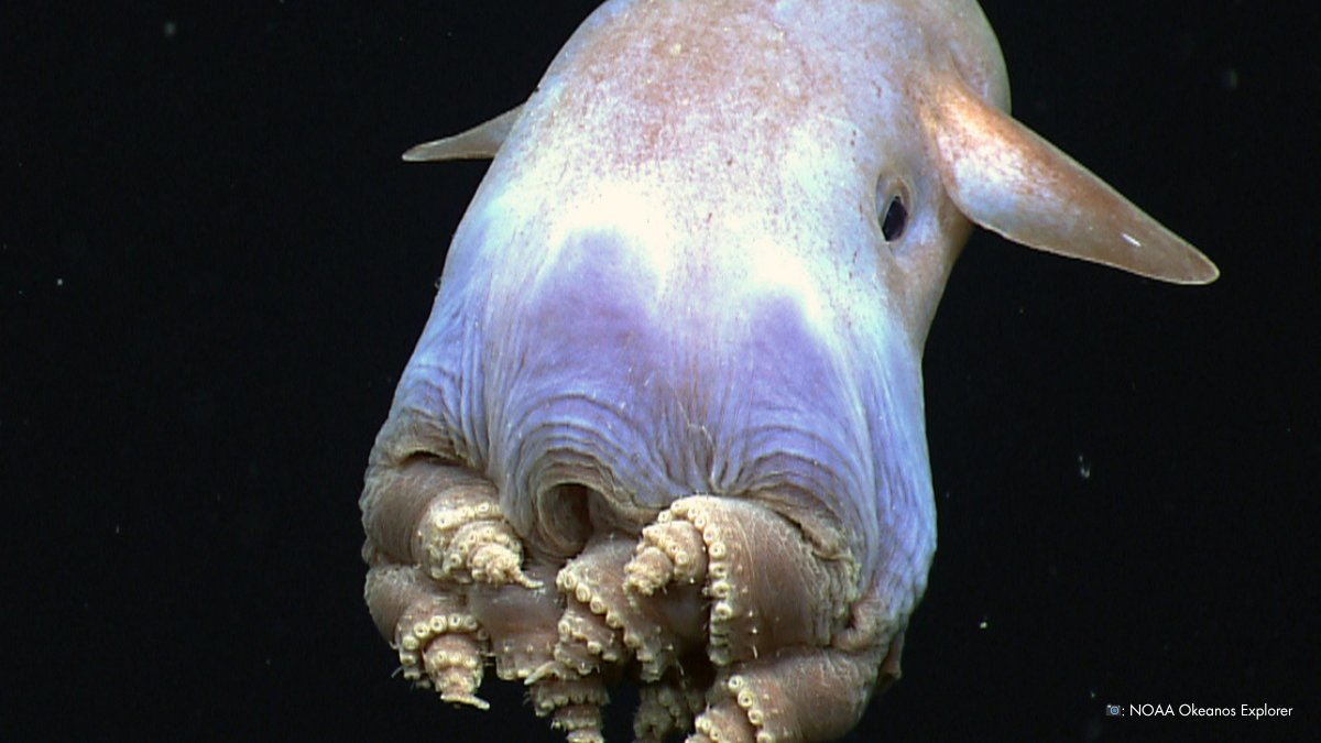 13,000 feet below, the Dumbo octopus drifts where nothing else dares