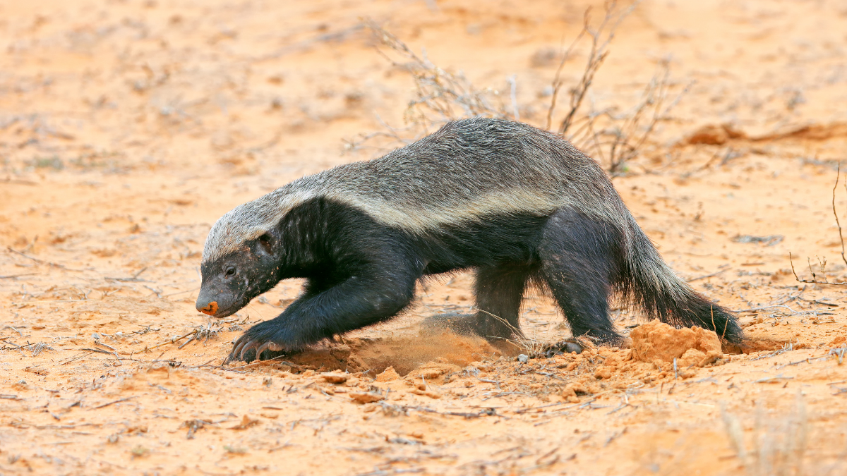 Why the honey badger might be the toughest animal alive