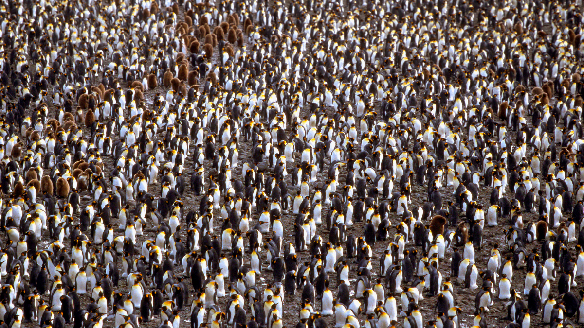 Rare yellow king penguin photographed on South Georgia