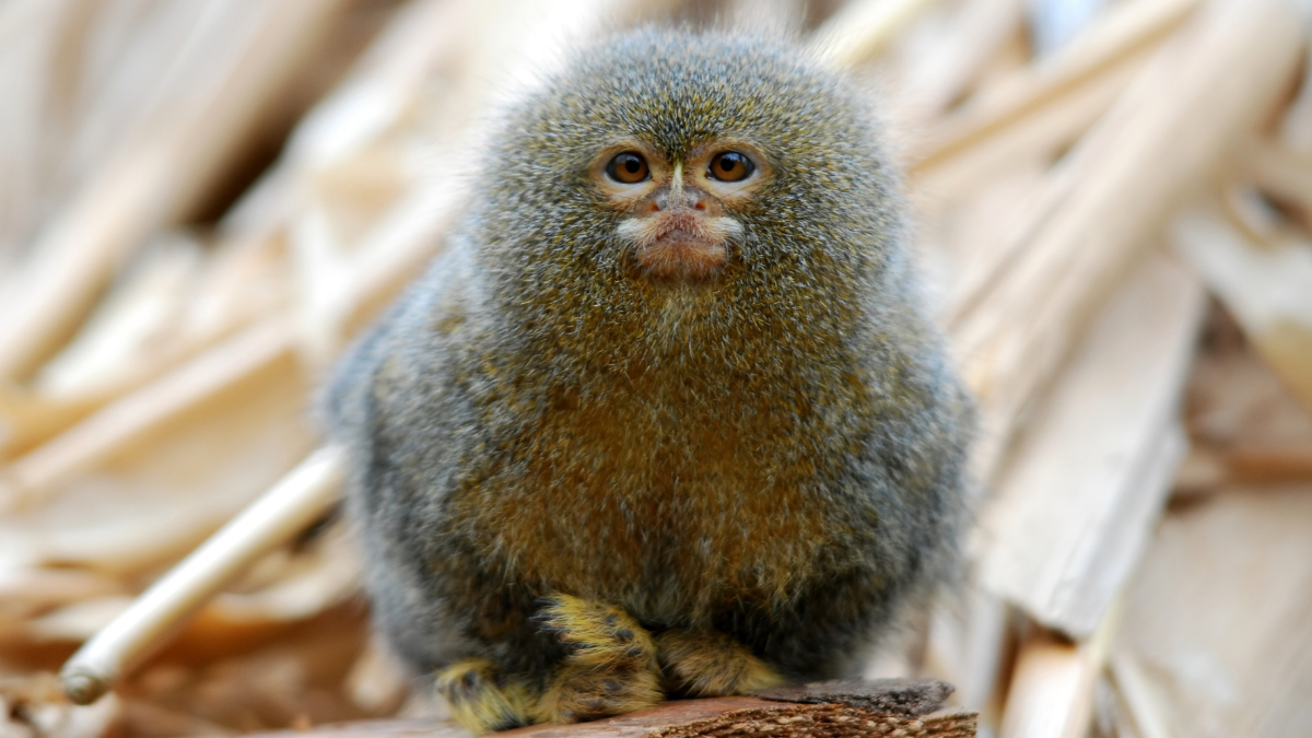 How the smallest monkey keeps the Amazon alive