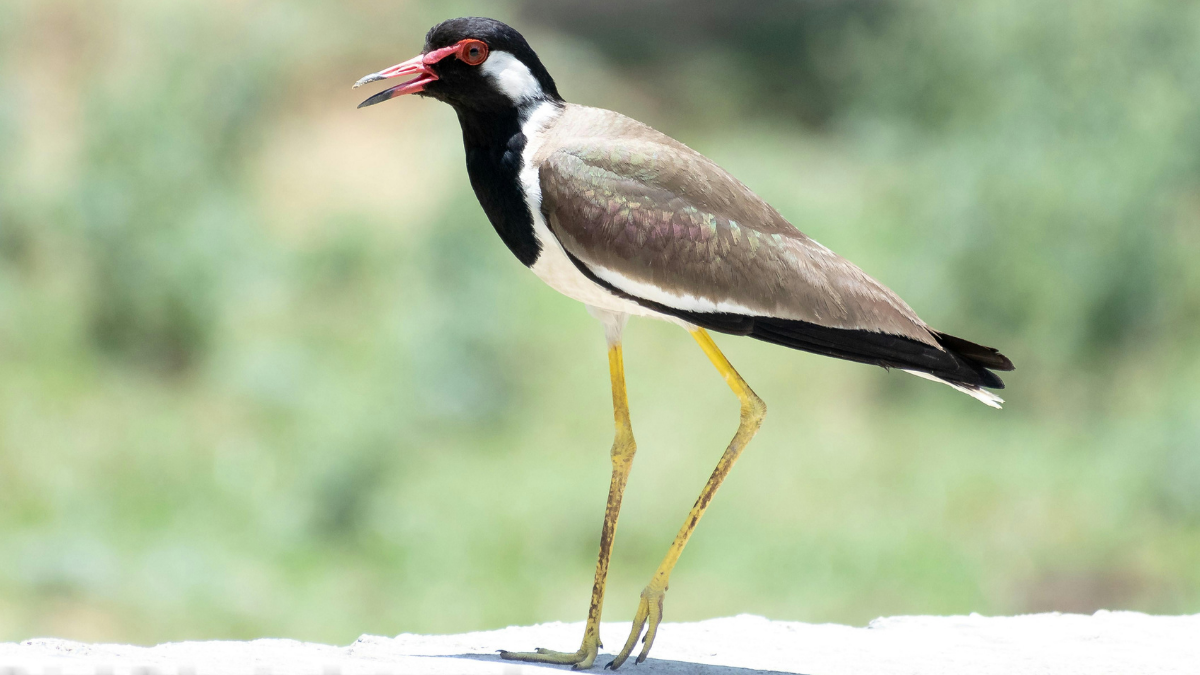 How the red-wattled lapwing bird became a monsoon forecaster
