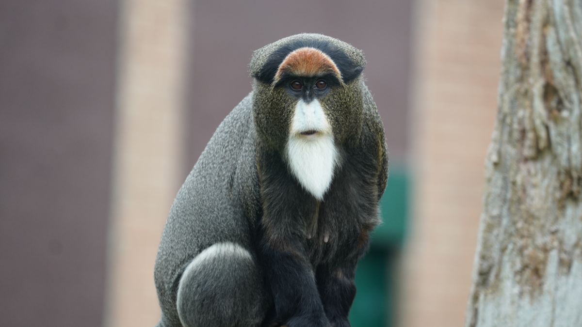 Ghosts of the swamp: De Brazza’s monkeys and their silent world