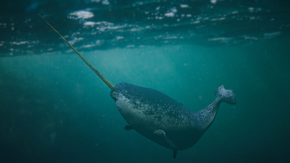 Narwhal tusk revealed as ocean sensor and survival tool