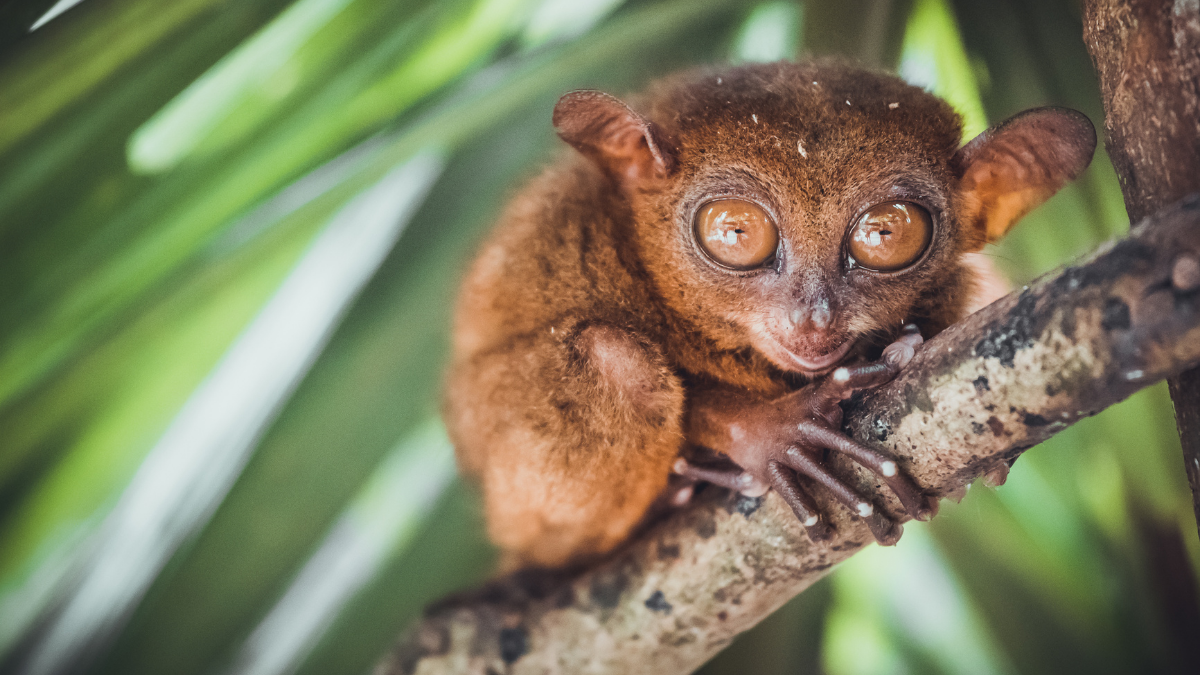 The Philippine tarsier’s secret world of night vision and ultrasound