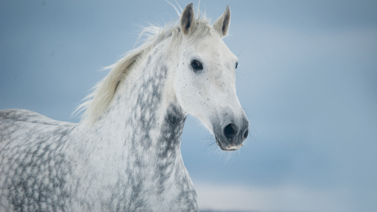 Top 10 Most Beautiful Horse Colors You’ve Never Seen Explained With Stunning Examples