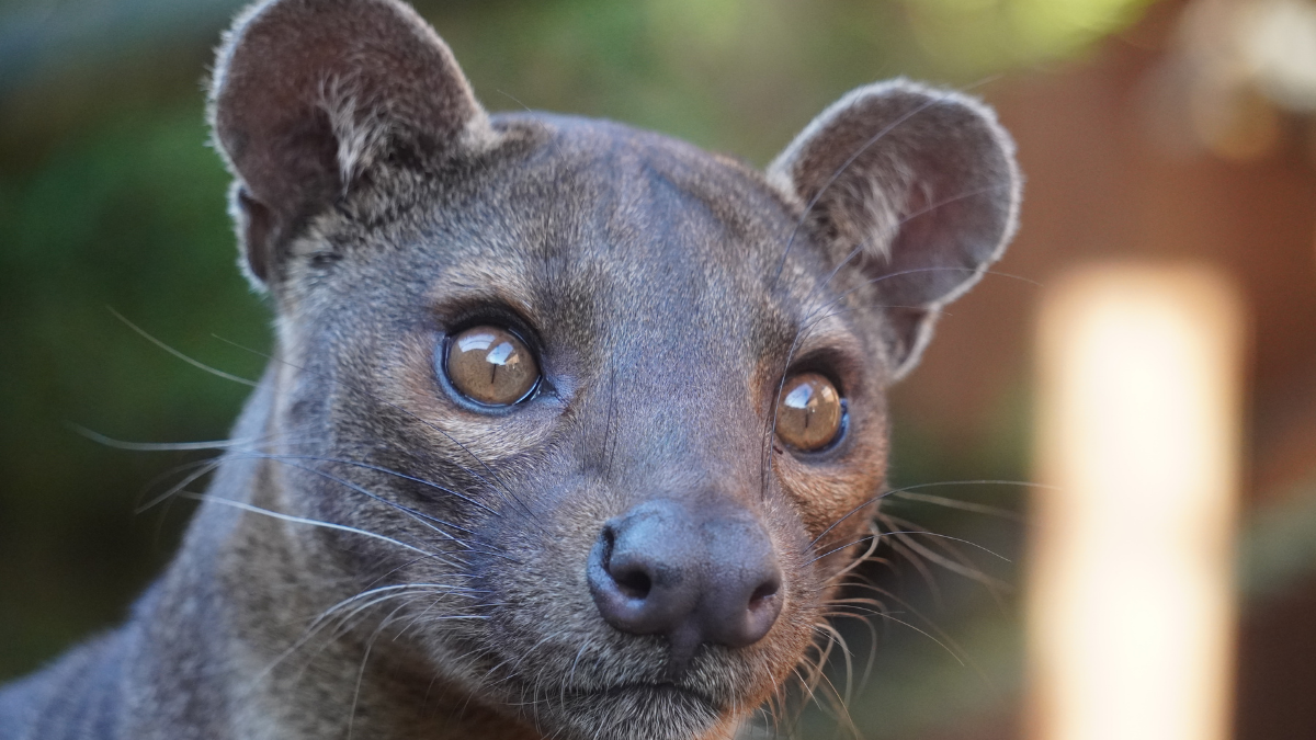 The fossa’s feline disguise hides a mongoose lineage