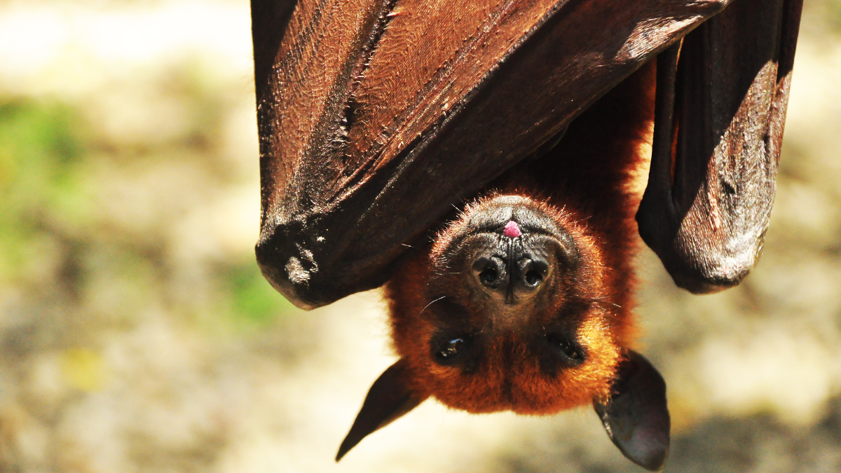 Human-sized bat? The truth about the golden-crowned flying fox