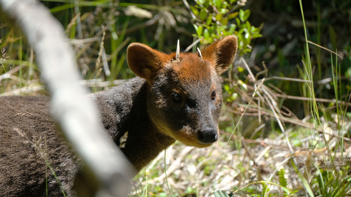 The pudu, the world’s smallest deer, just got even smaller
