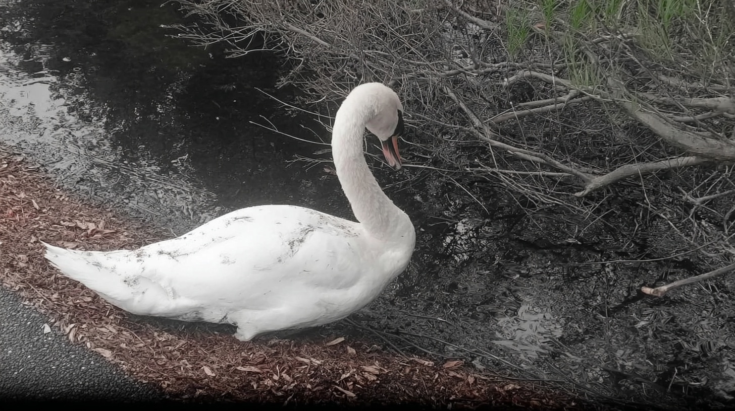 “You deserved a kinder world”: swan dies after brutal attack in Portsmouth