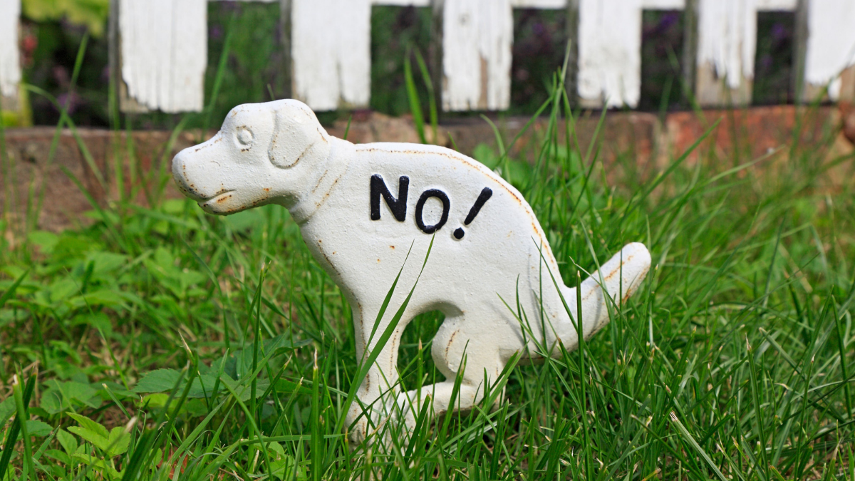 Why white dog poop used to be everywhere