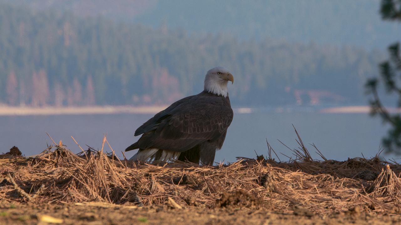Jackie is likely the injured eagle rescued near Big Bear Lake