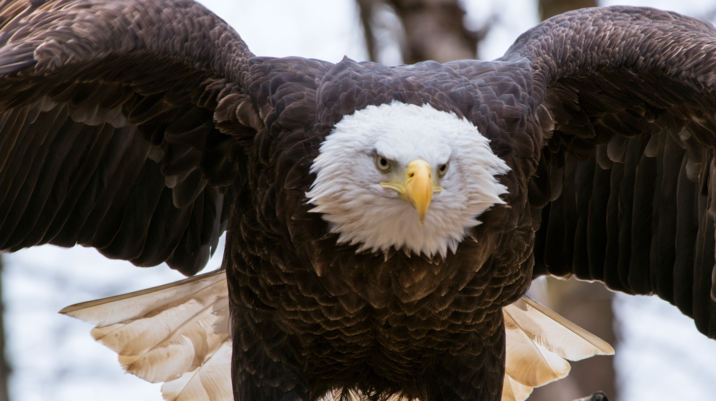 Jackie, Big Bear’s beloved bald eagle, dies following prolonged care