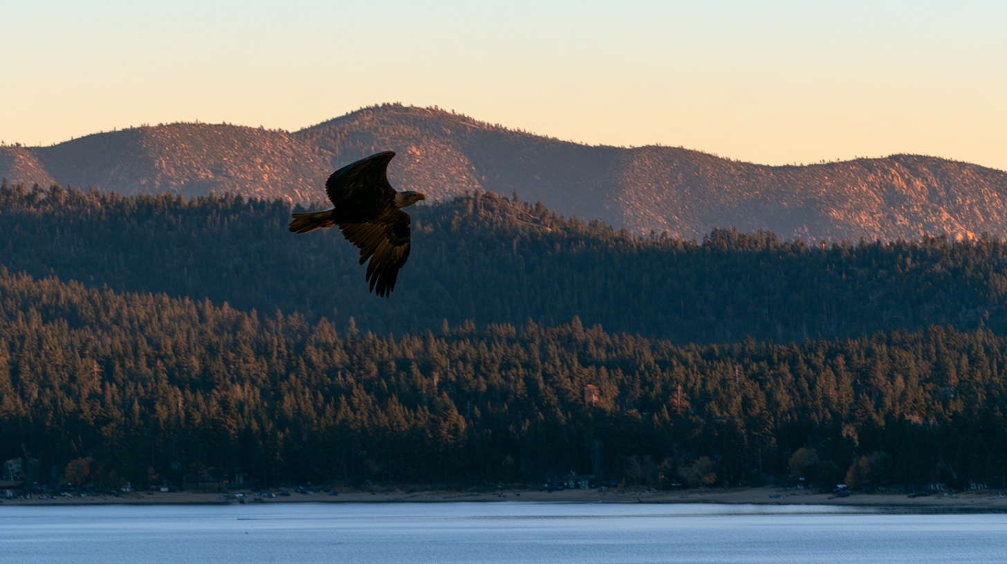 A representative bald eagle flying above a mountain lake at sunrise