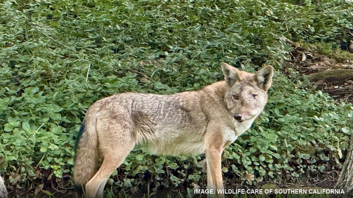 Wendy the coyote’s death brings a $10,000 reward