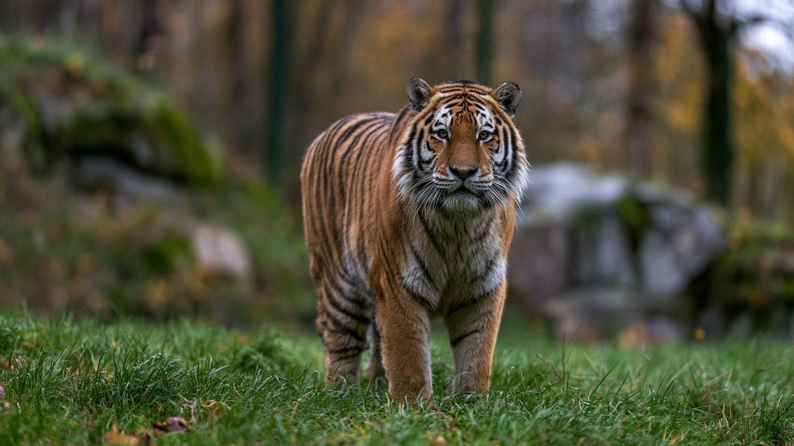 Digitally created representative image of an Amur tiger standing calmly in a generic naturalistic habitat