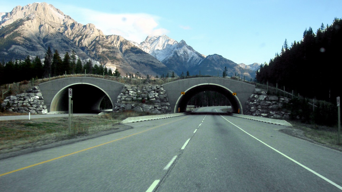 Vegetated wildlife overpass above the Trans-Canada Highway in Banff National Park.