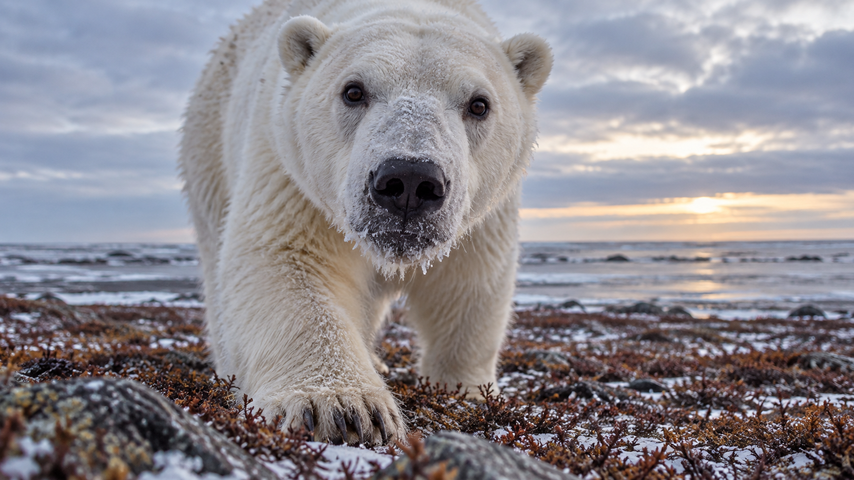 Polar bear walking toward a low camera on the tundra near Hudson Bay