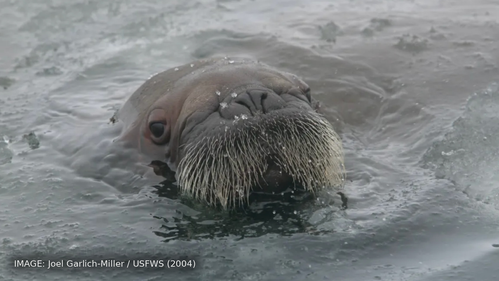 Archival public-domain 2004 photograph by Joel Garlich-Miller / USFWS of a walrus calf in icy water. On-image attribution appears at the bottom left. This calf is not Annautaq.