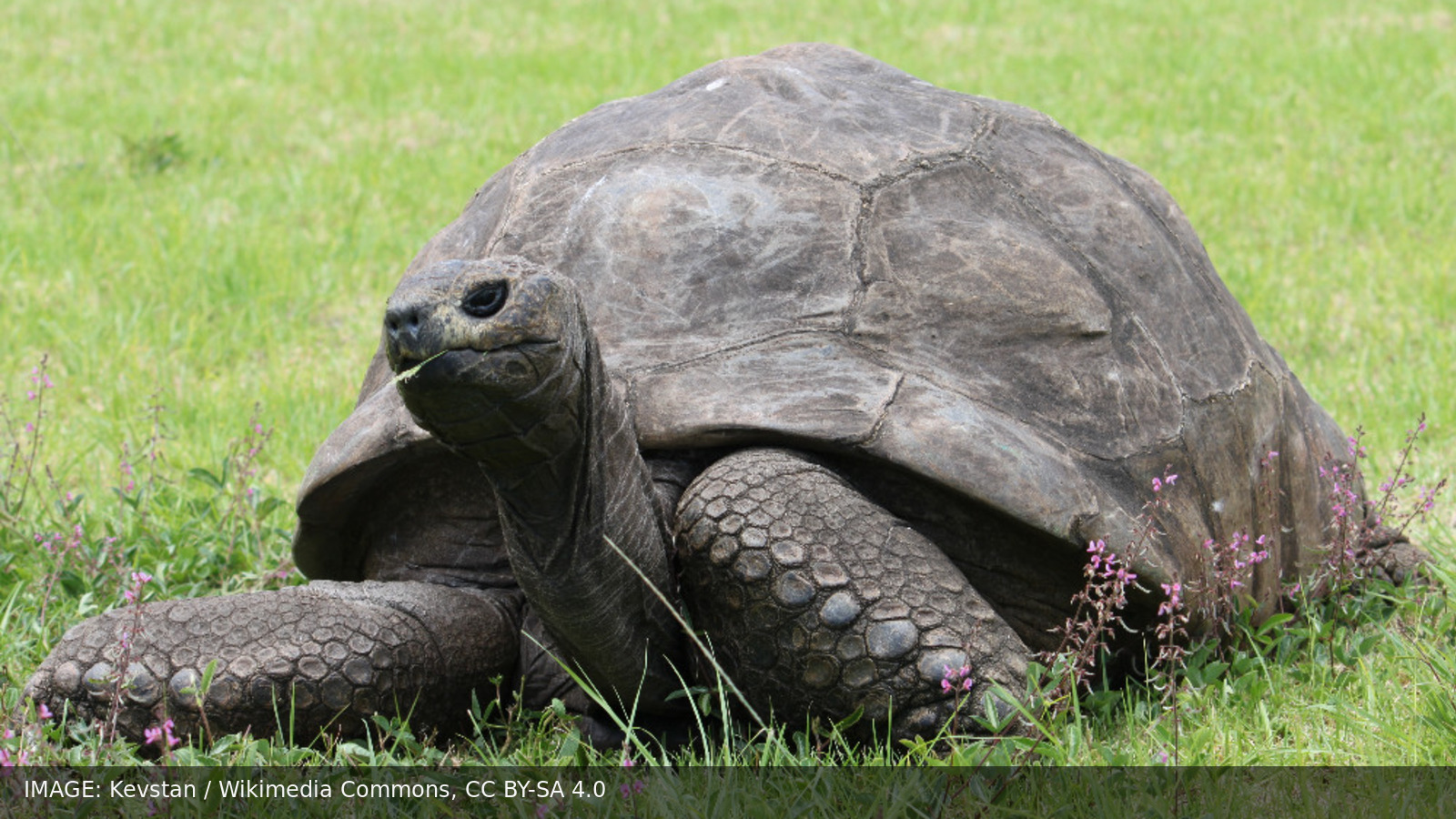 Jonathan the giant tortoise on grass at Plantation House on St Helena. Photo by Kevstan, Wikimedia Commons, CC BY-SA 4.0.