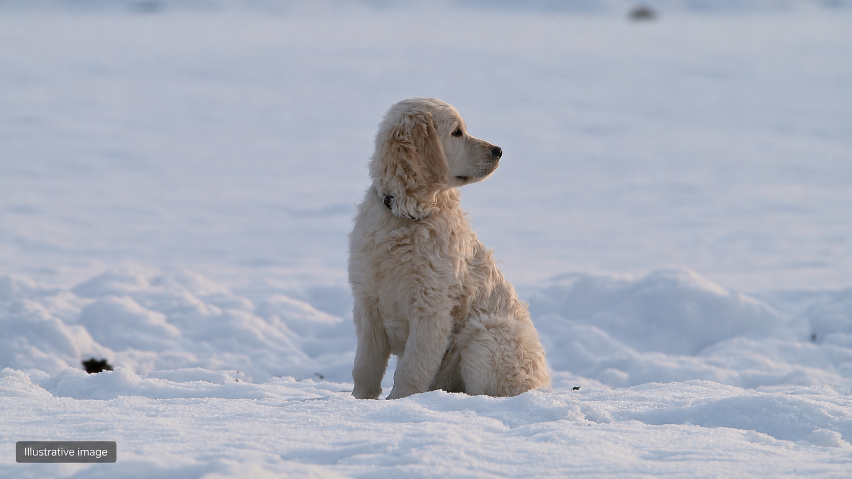 Illustration of a cream-colored, curly-haired dog sitting in snow and looking to the right.