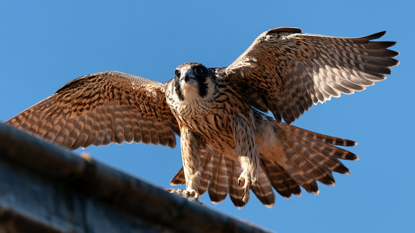 A young peregrine falcon spreads its wings on a ledge against a blue sky.