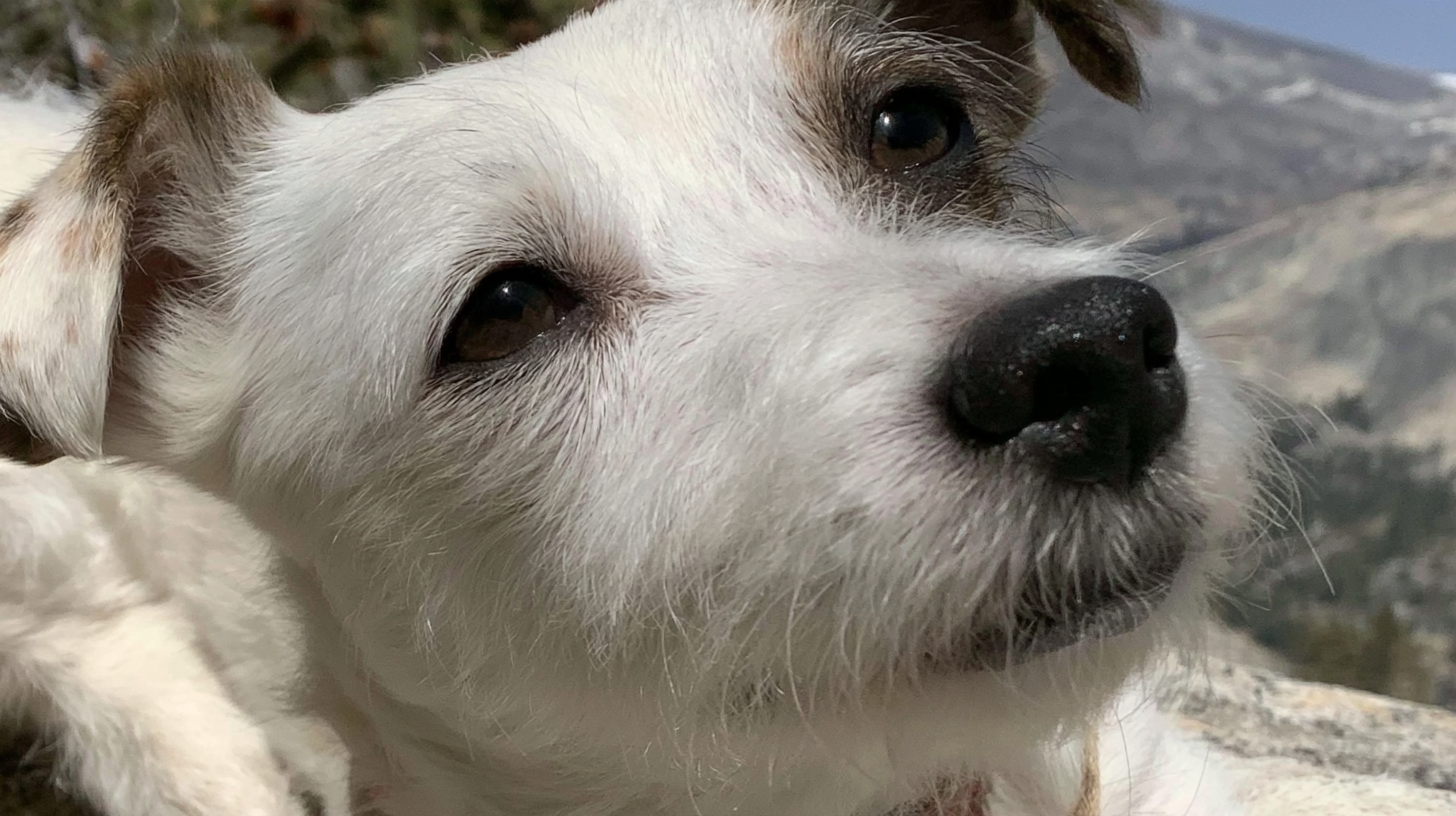 Illustration of a white Jack Russell terrier with brown markings around its eyes and ears, resting beside rocks. Not a verified photograph of Luna.