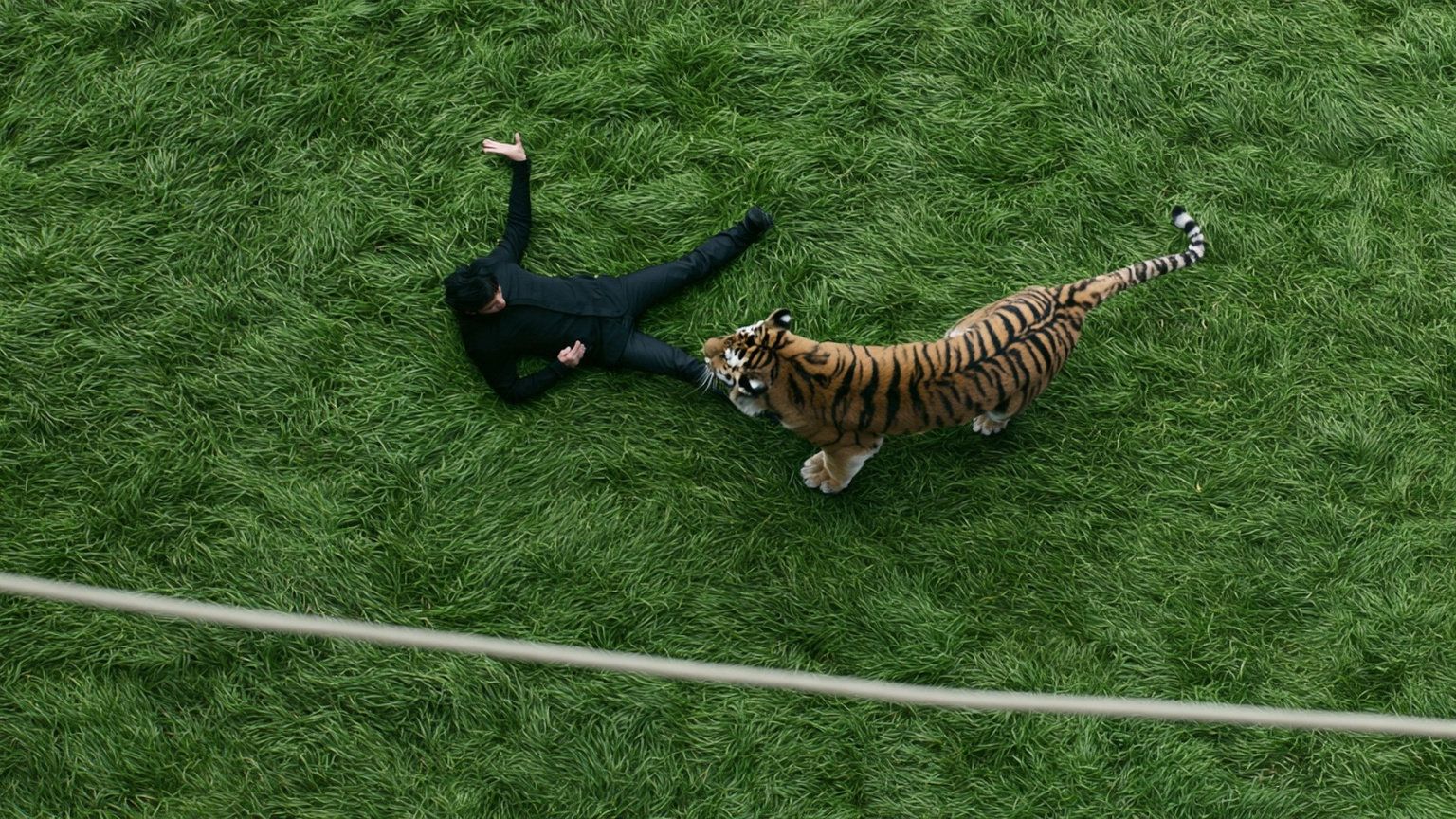 Representative overhead reconstruction of an anonymous person facing a tiger inside a grassy enclosure.