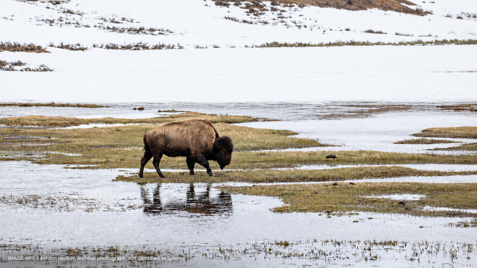 What would it take to treat Spinny the Yellowstone bison?